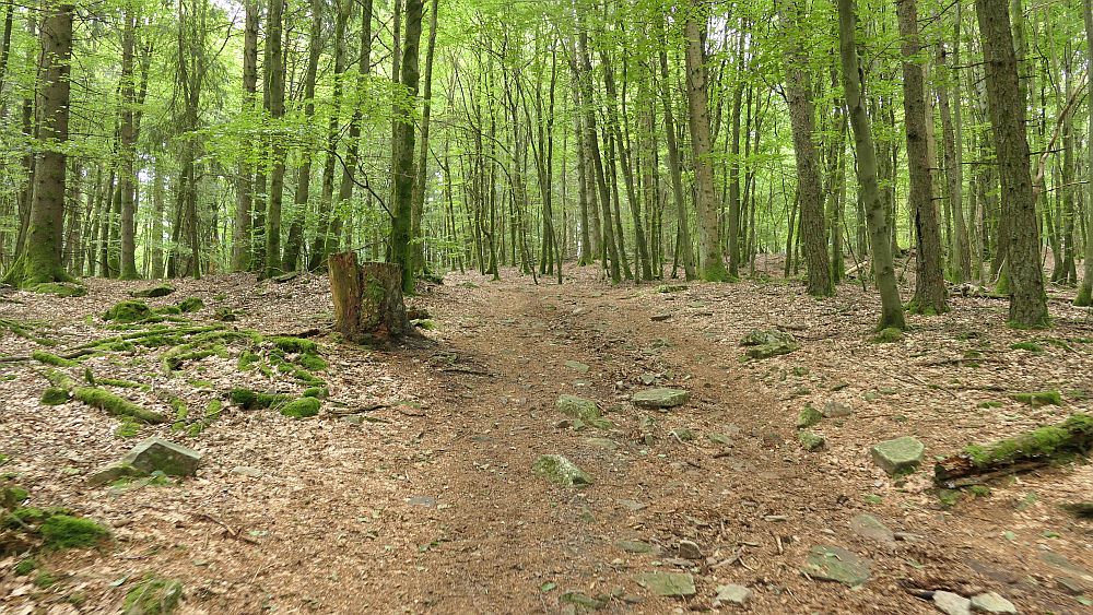 Saar Hunsrueck Steig