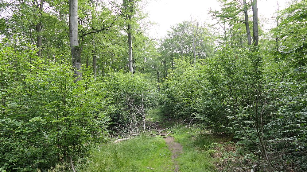 Saar Hunsrueck Steig