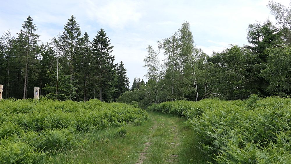Saar Hunsrueck Steig