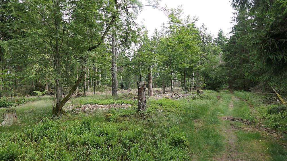 Saar Hunsrueck Steig