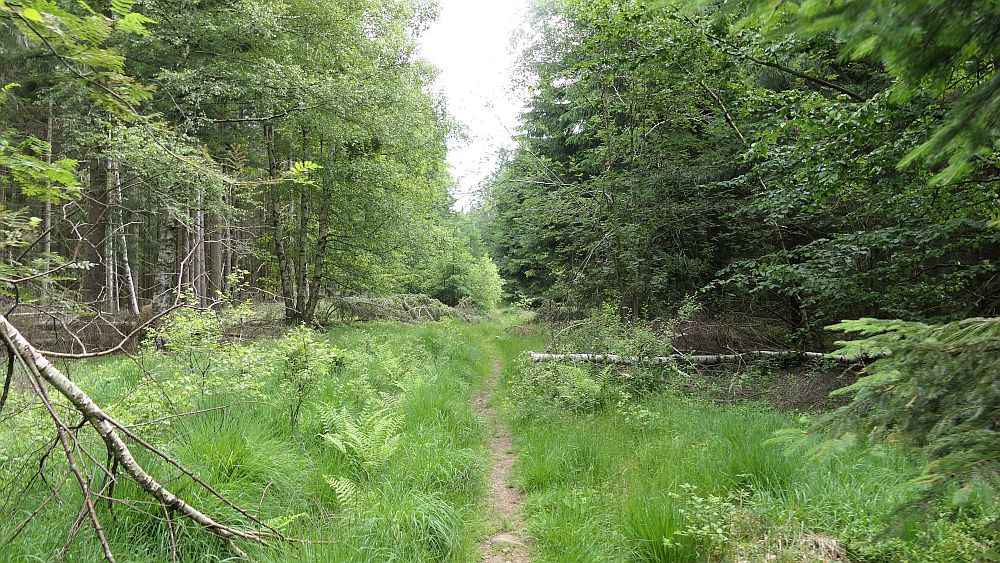 Saar Hunsrueck Steig