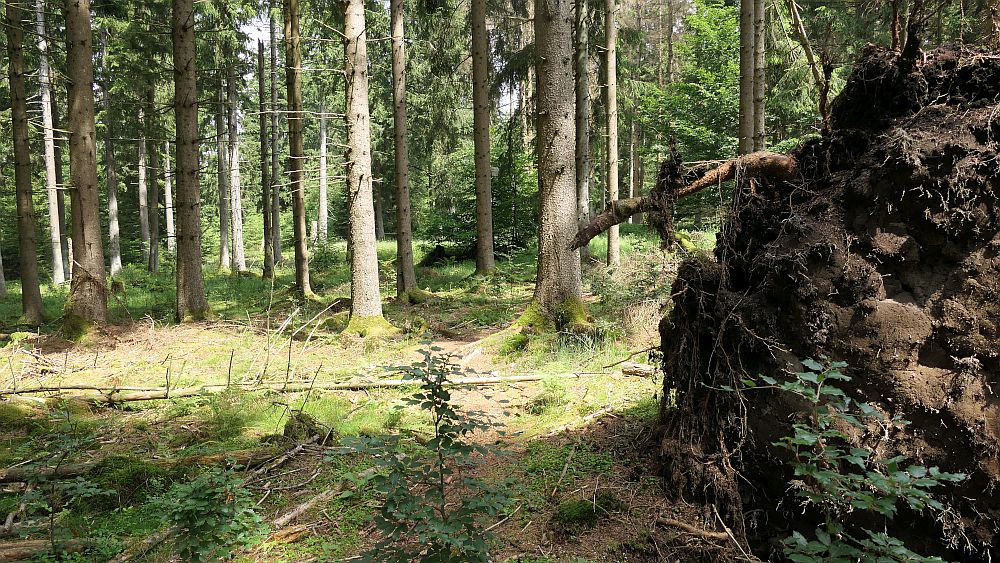 Saar Hunsrueck Steig