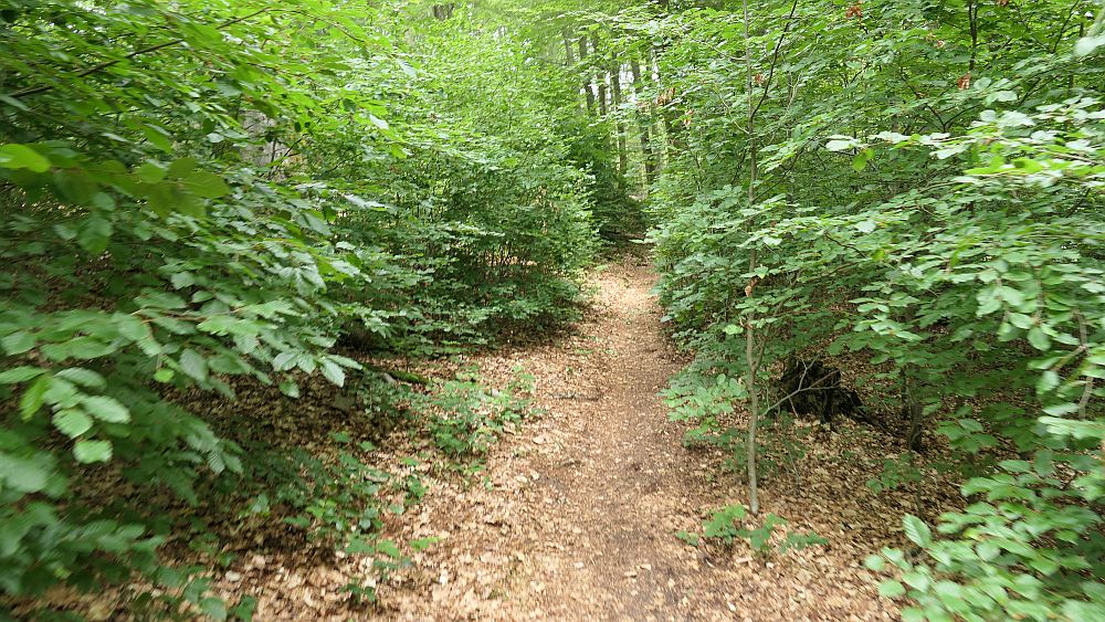 Saar Hunsrueck Steig