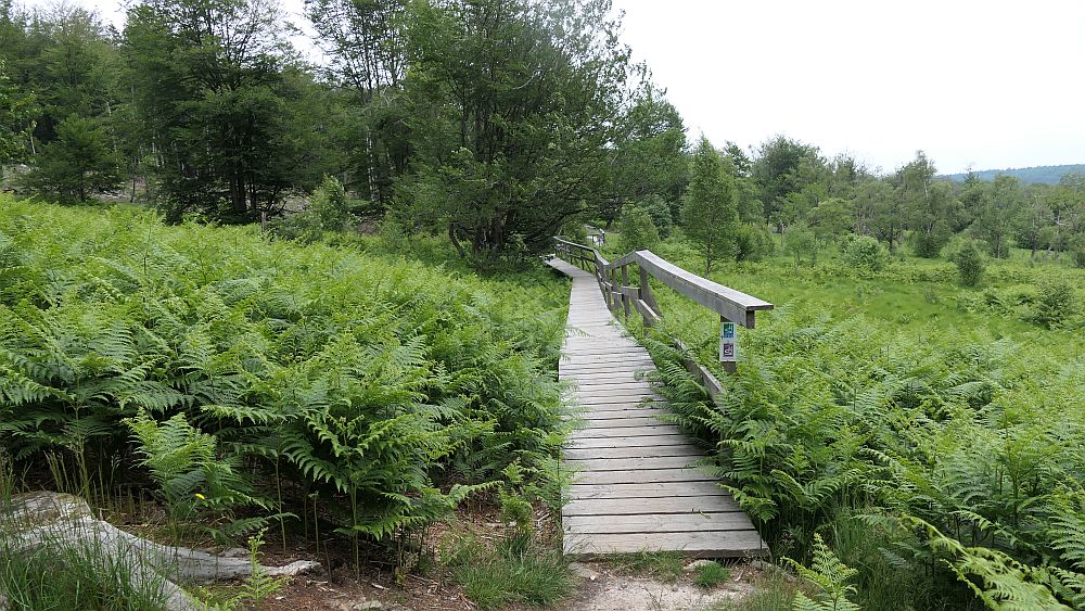 Saar Hunsrueck Steig