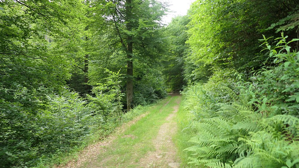 Saar Hunsrueck Steig