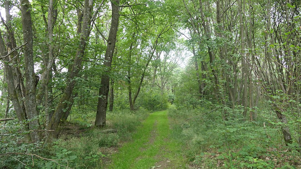 Saar Hunsrueck Steig