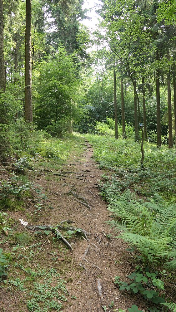 Saar Hunsrueck Steig
