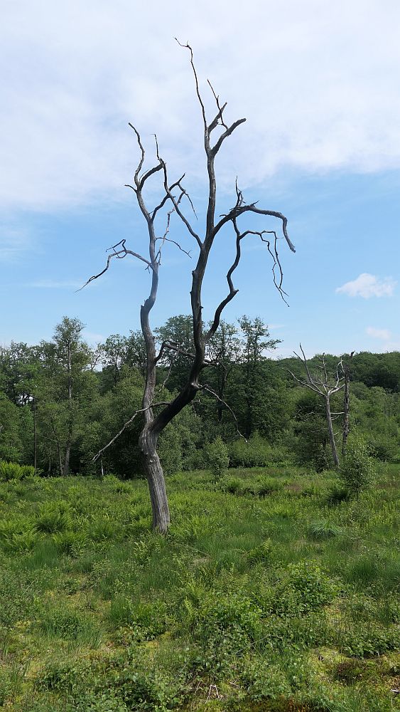 Saar Hunsrueck Steig