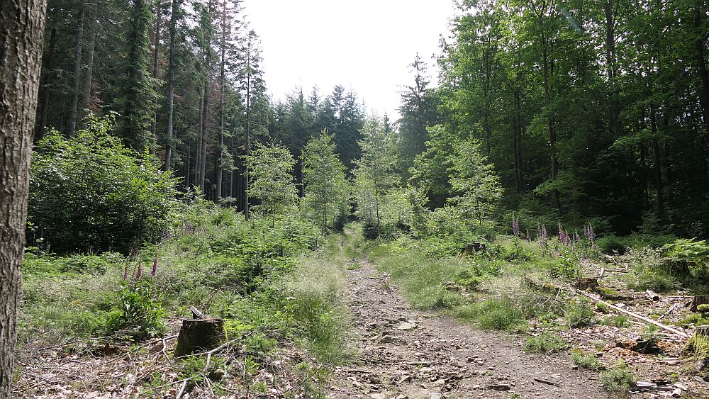 Saar Hunsrueck Steig