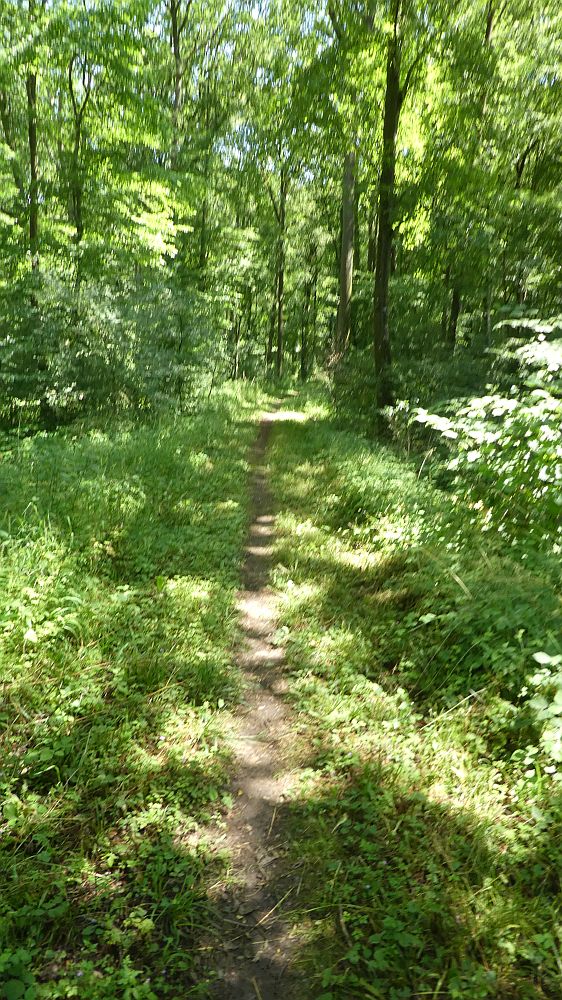 Saar Hunsrueck Steig