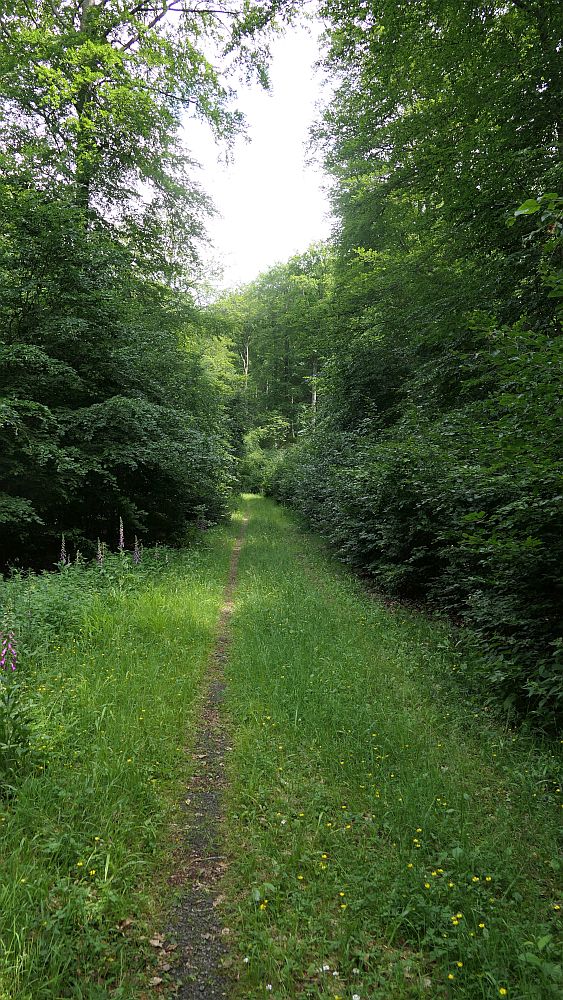 Saar Hunsrueck Steig