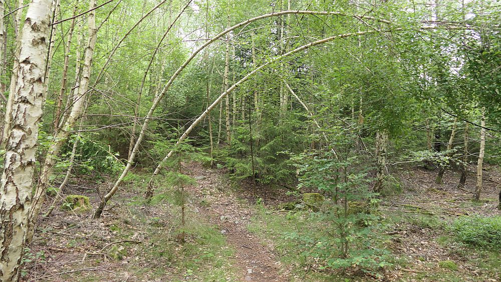 Saar Hunsrueck Steig