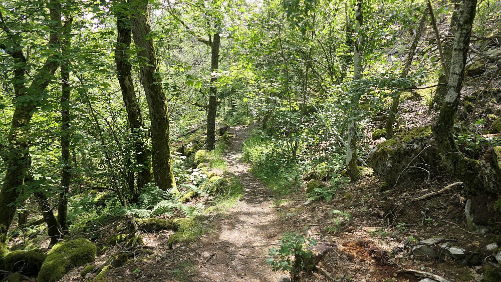 Saar Hunsrueck Steig