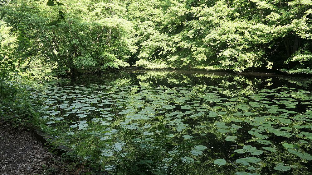 Saar Hunsrueck Steig
