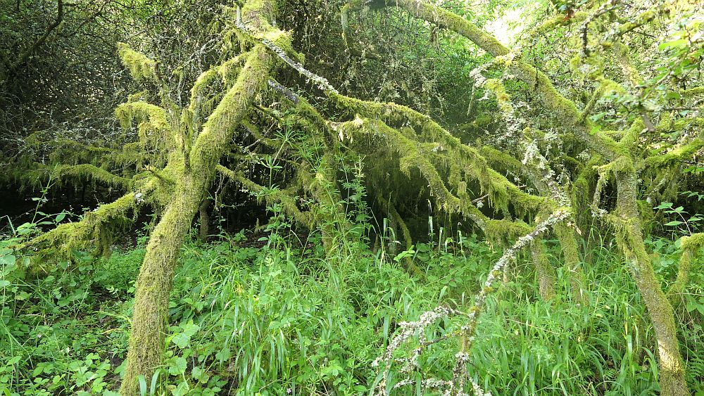 Saar Hunsrueck Steig