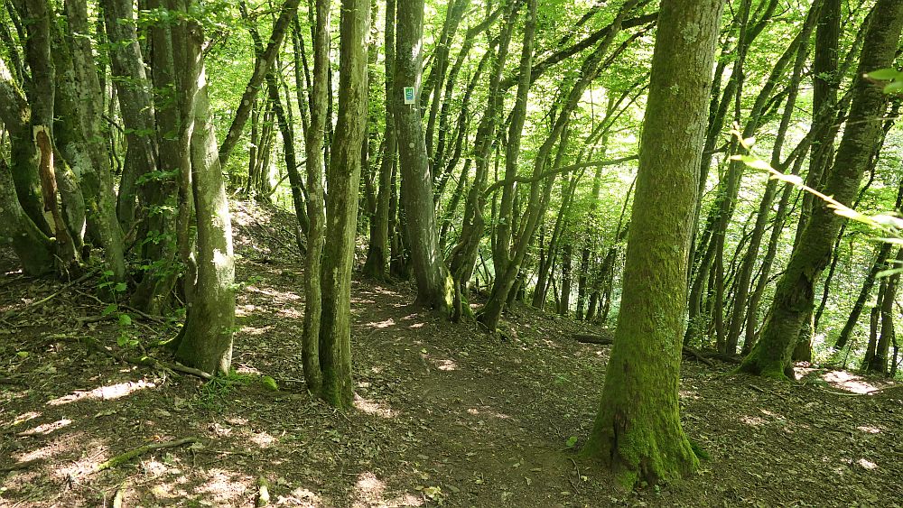 Saar Hunsrueck Steig