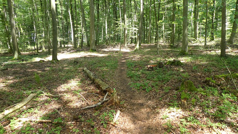 Saar Hunsrueck Steig