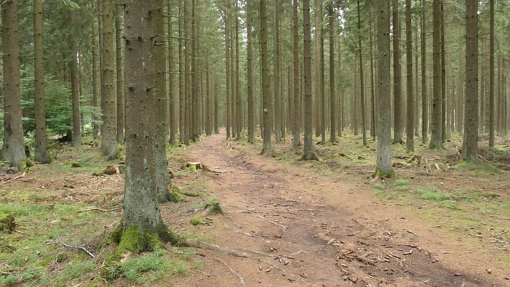 Saar Hunsrueck Steig