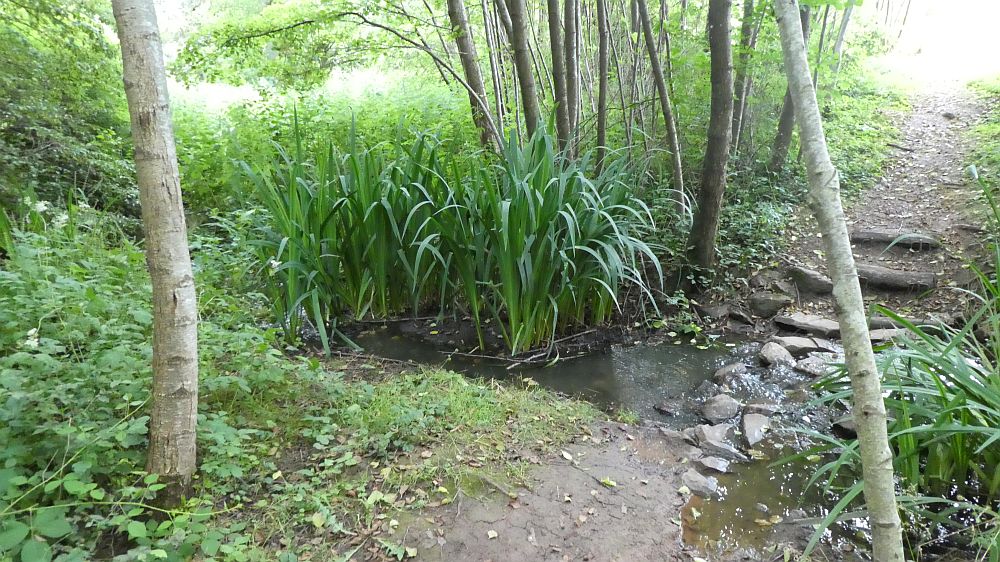 Saar Hunsrueck Steig