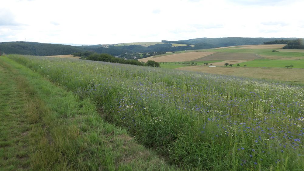 Saar Hunsrueck Steig
