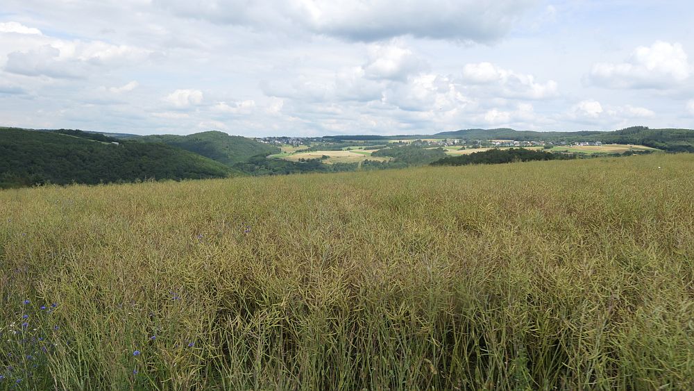 Saar Hunsrueck Steig