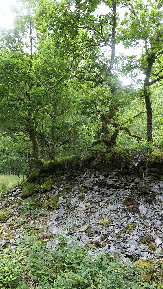 Saar Hunsrueck Steig