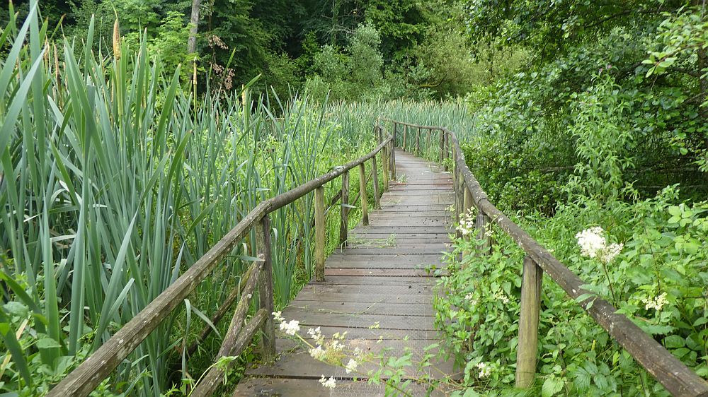Saar Hunsrueck Steig