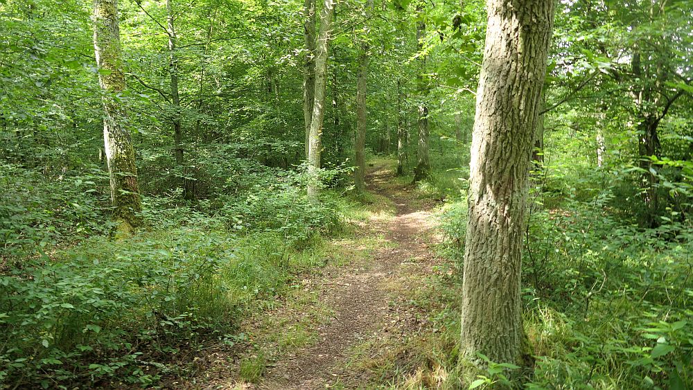 Saar Hunsrueck Steig