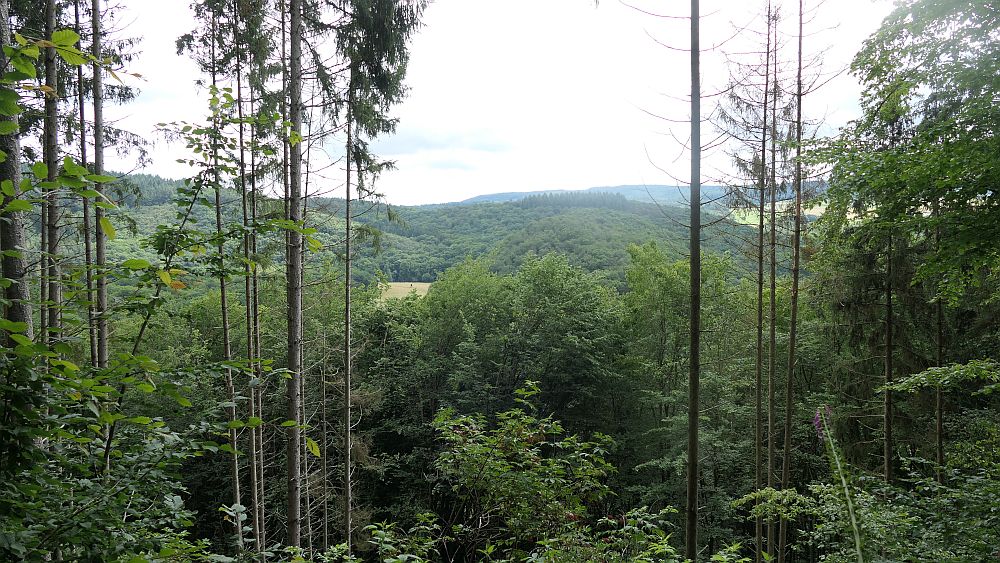 Saar Hunsrueck Steig