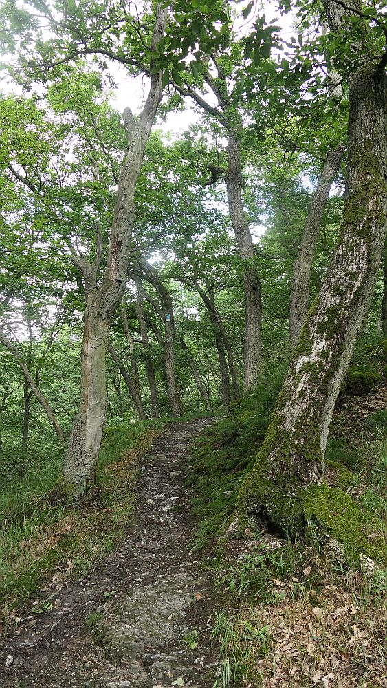 Saar Hunsrueck Steig