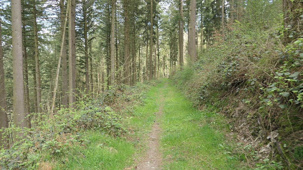 Saar Hunsrueck Steig