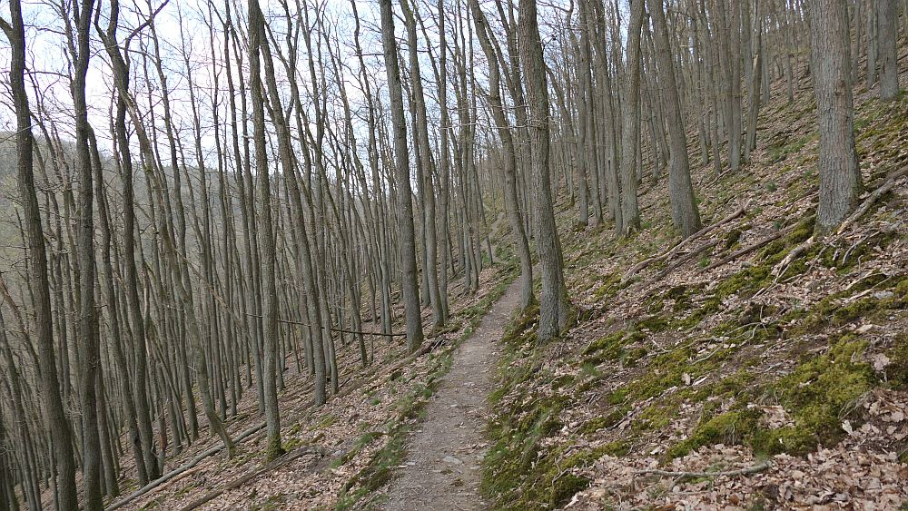 Saar Hunsrueck Steig