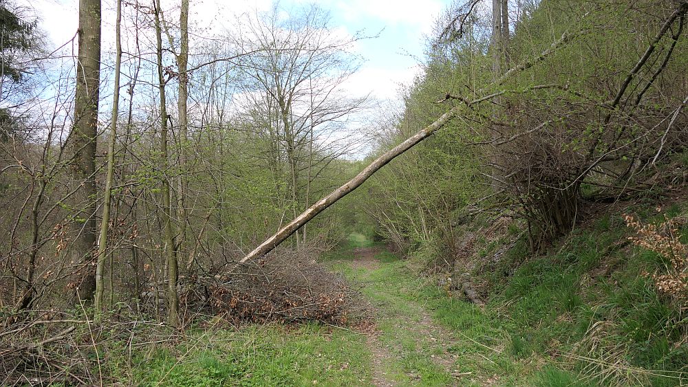 Saar Hunsrueck Steig