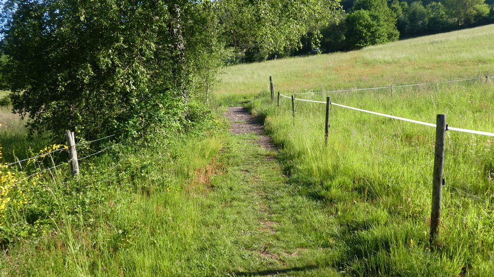 Saar Hunsrueck Steig