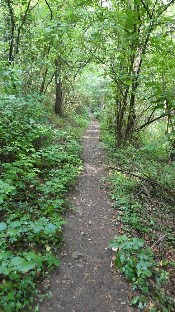 Saar Hunsrueck Steig