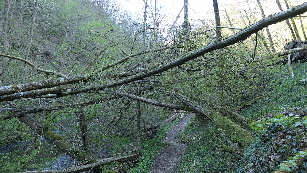 Saar Hunsrueck Steig