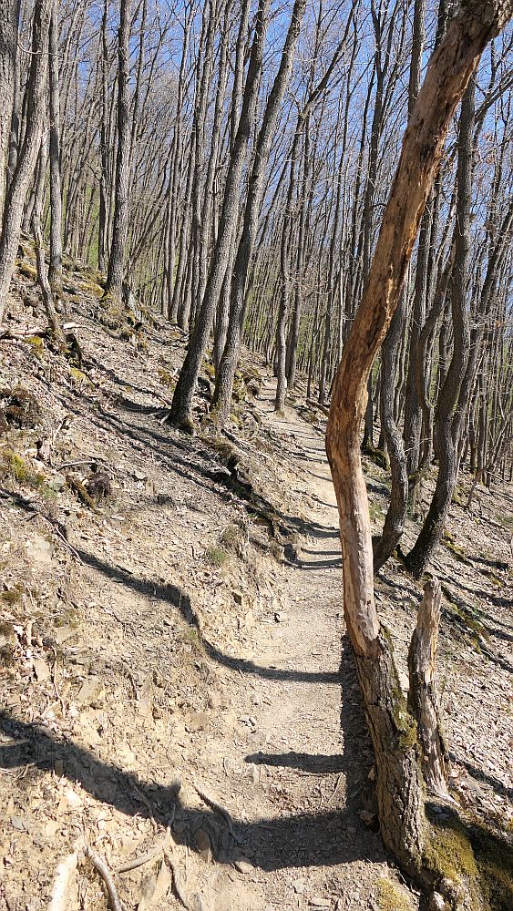 Saar Hunsrueck Steig