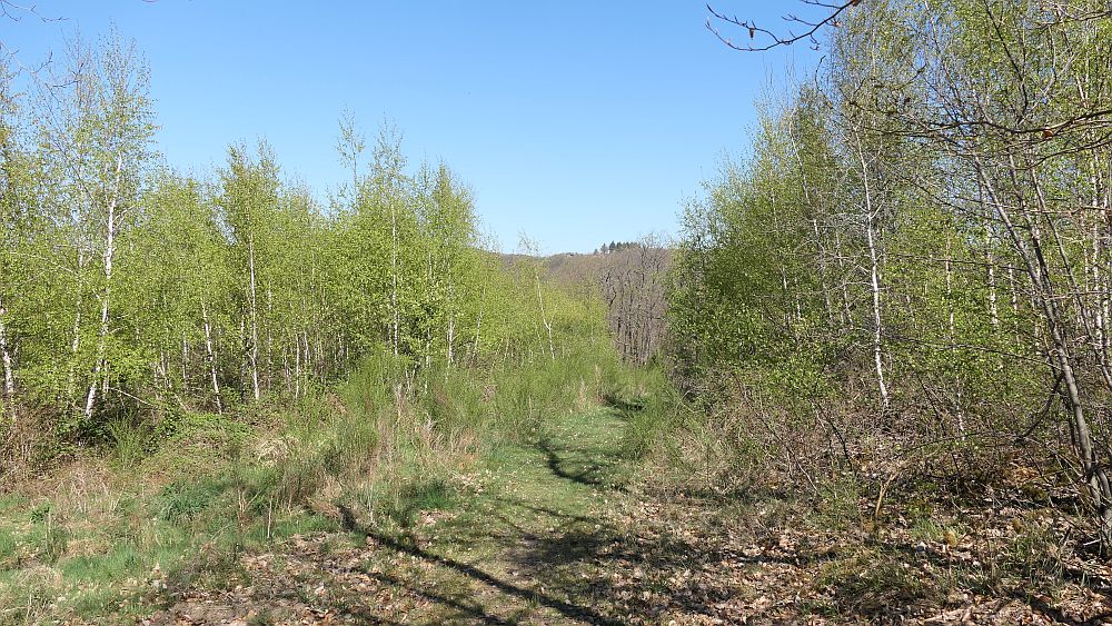 Saar Hunsrueck Steig