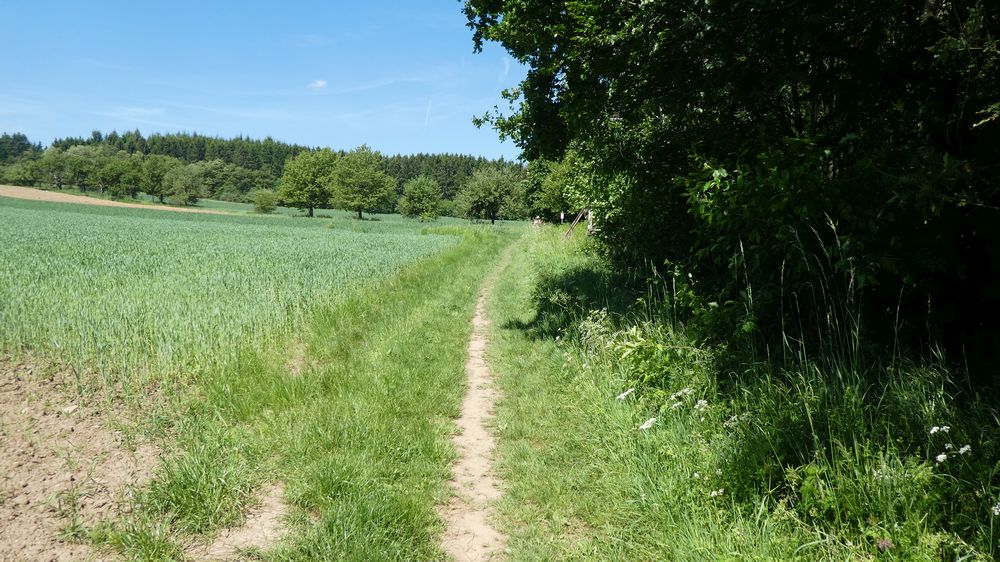 Saar Hunsrueck Steig