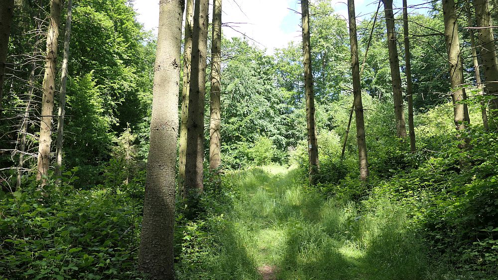 Saar Hunsrueck Steig