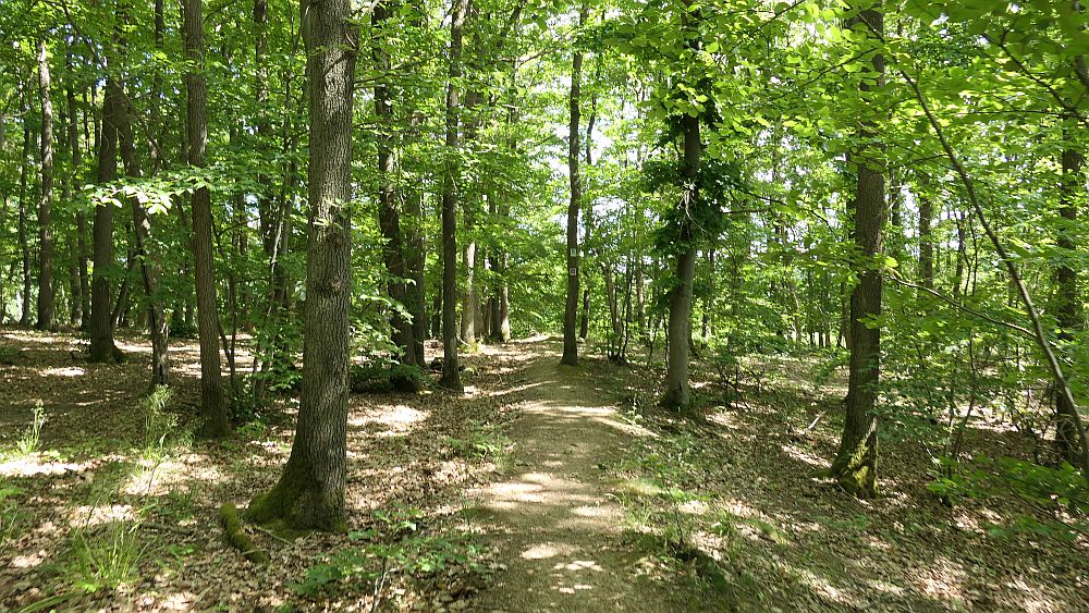 Saar Hunsrueck Steig