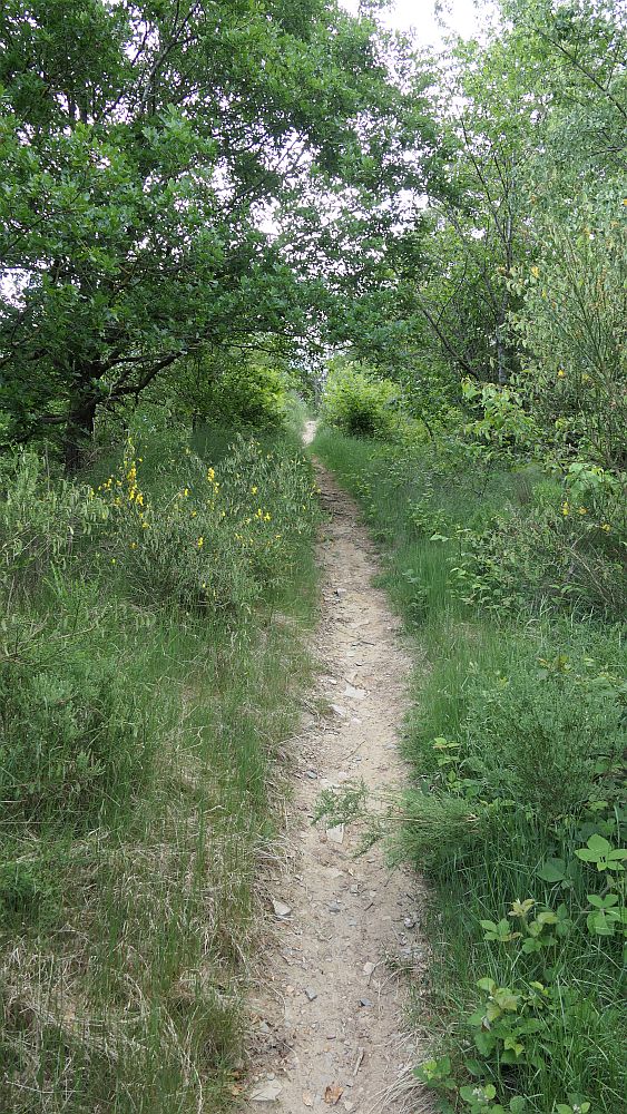 Saar Hunsrueck Steig