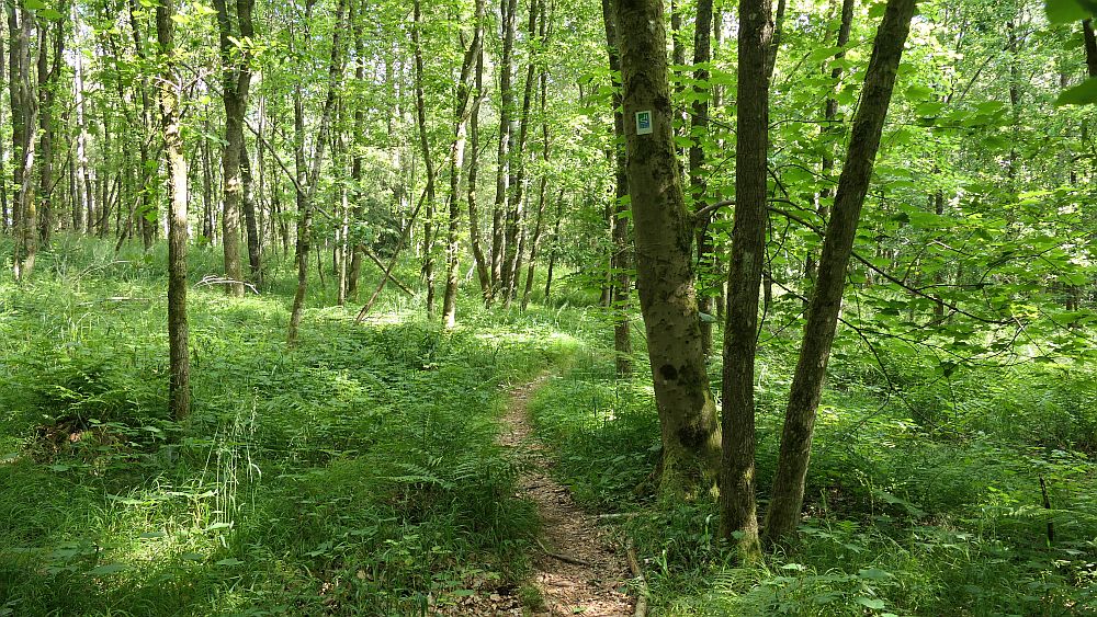 Saar Hunsrueck Steig