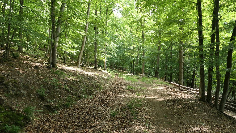 Saar Hunsrueck Steig