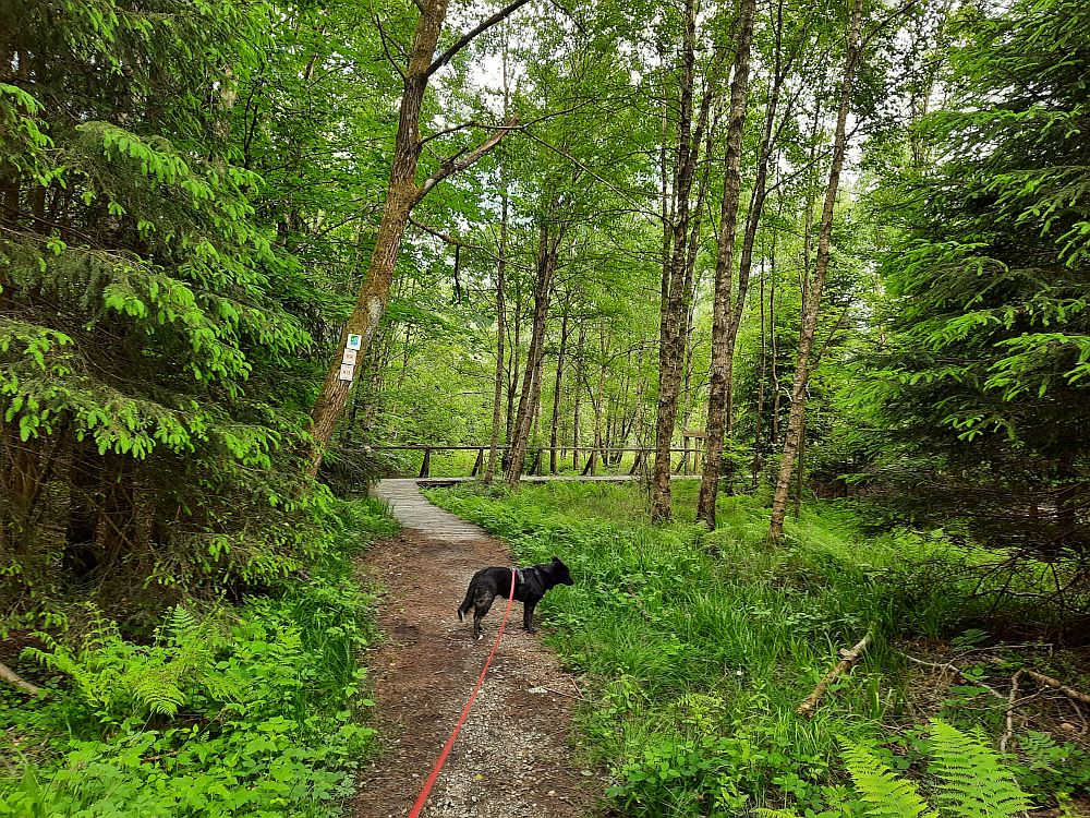 Saar Hunsrueck Steig