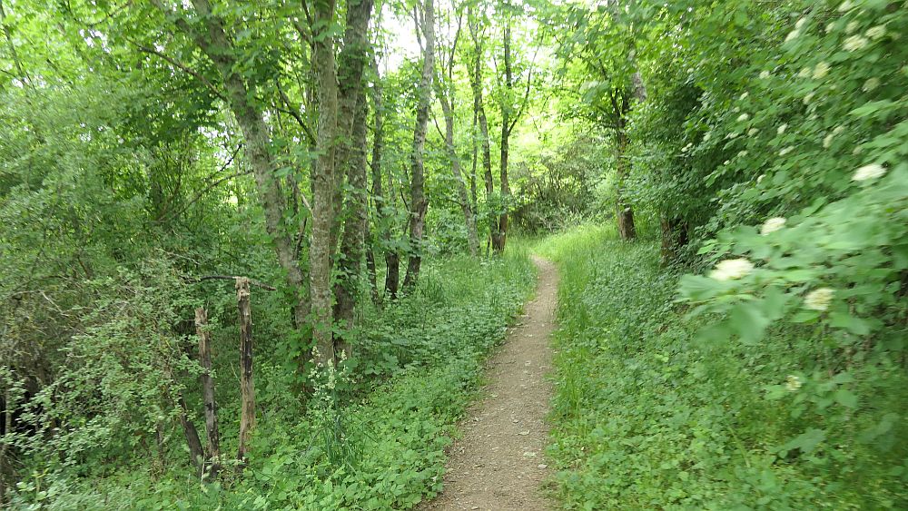 Saar Hunsrueck Steig