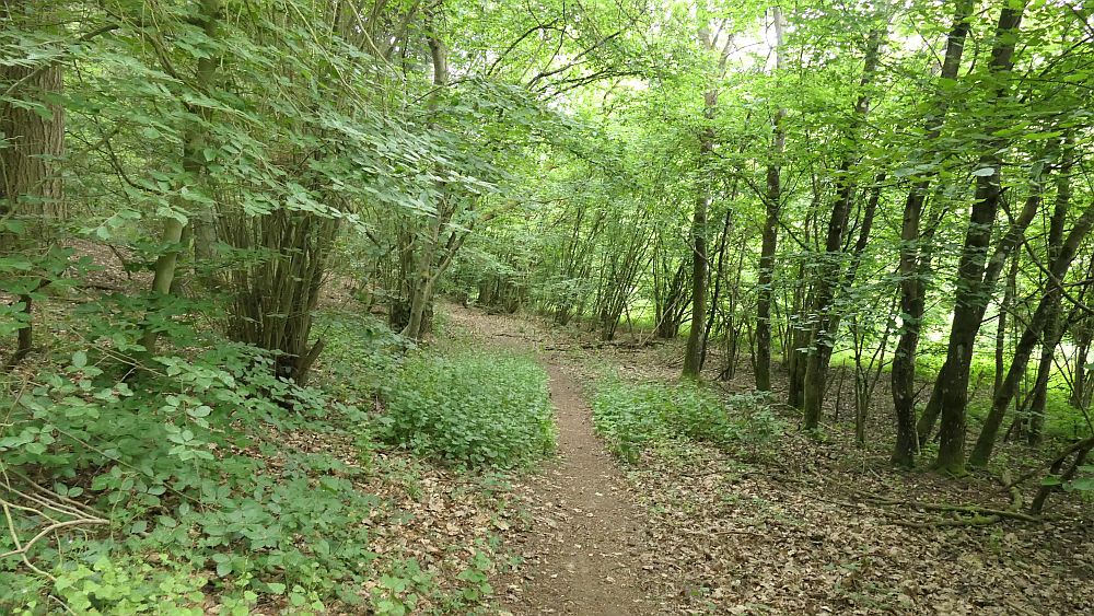 Saar Hunsrueck Steig