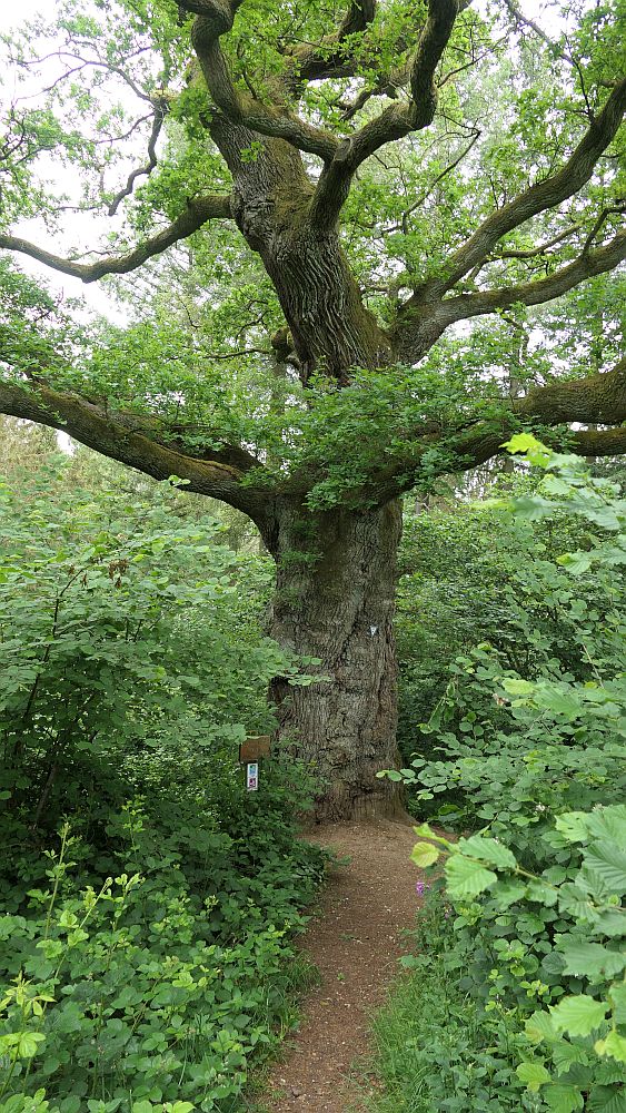 Saar Hunsrueck Steig