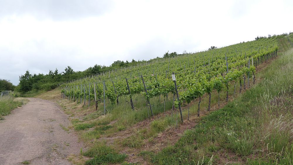 Saar Hunsrueck Steig