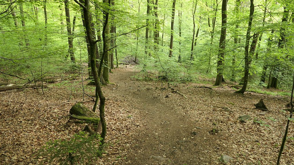 Saar Hunsrueck Steig